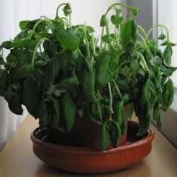 houseplants-wilting-raise-the-humidity-in-your-house-thumbnail-image
