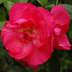 rebloomthumb