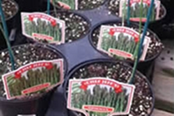 consider-asparagus-thumbnail-image