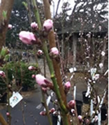 plant-now-for-summer-fruit-thumbnail-image