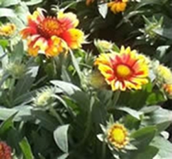 planting-and-caring-for-your-perennials-thumbnail-image