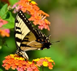 try-lantana-for-butterfly-and-hummingbird-gardens-thumbnail-image