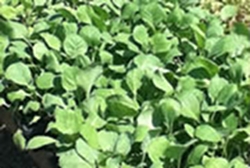 growing-cool-weather-vegetables-thumbnail-image