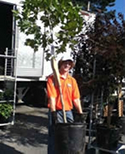 improve-your-landscape-with-street-trees-thumbnail-image