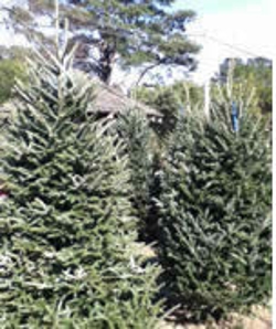 caring-for-your-freshcut-christmas-tree-thumbnail-image
