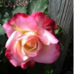 planning-your-rose-garden-thumbnail-image
