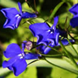 heat-loving-annuals-for-summertime-thumbnail-image